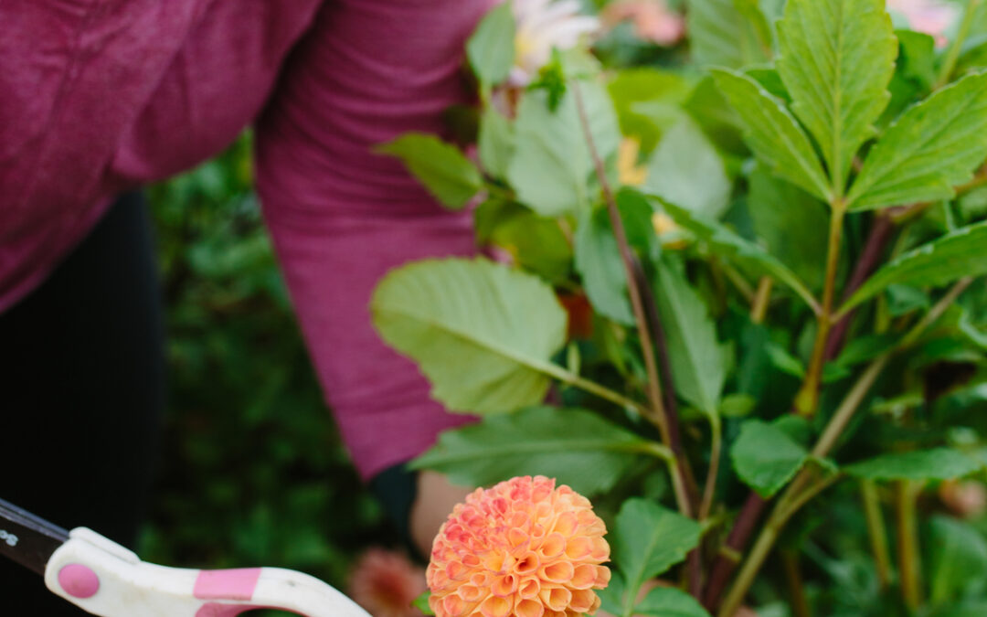 Digging Up Dahlia Tubers Successfully
