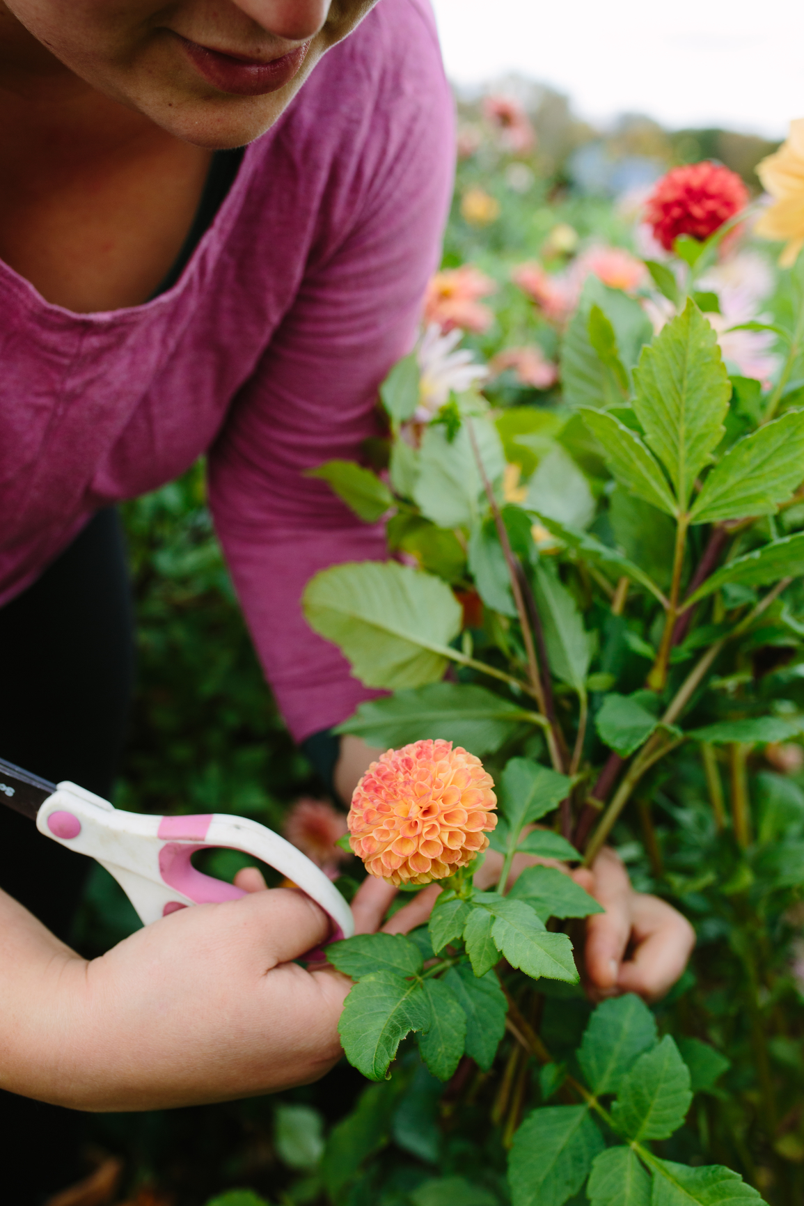 Digging Up Dahlia Tubers Successfully
