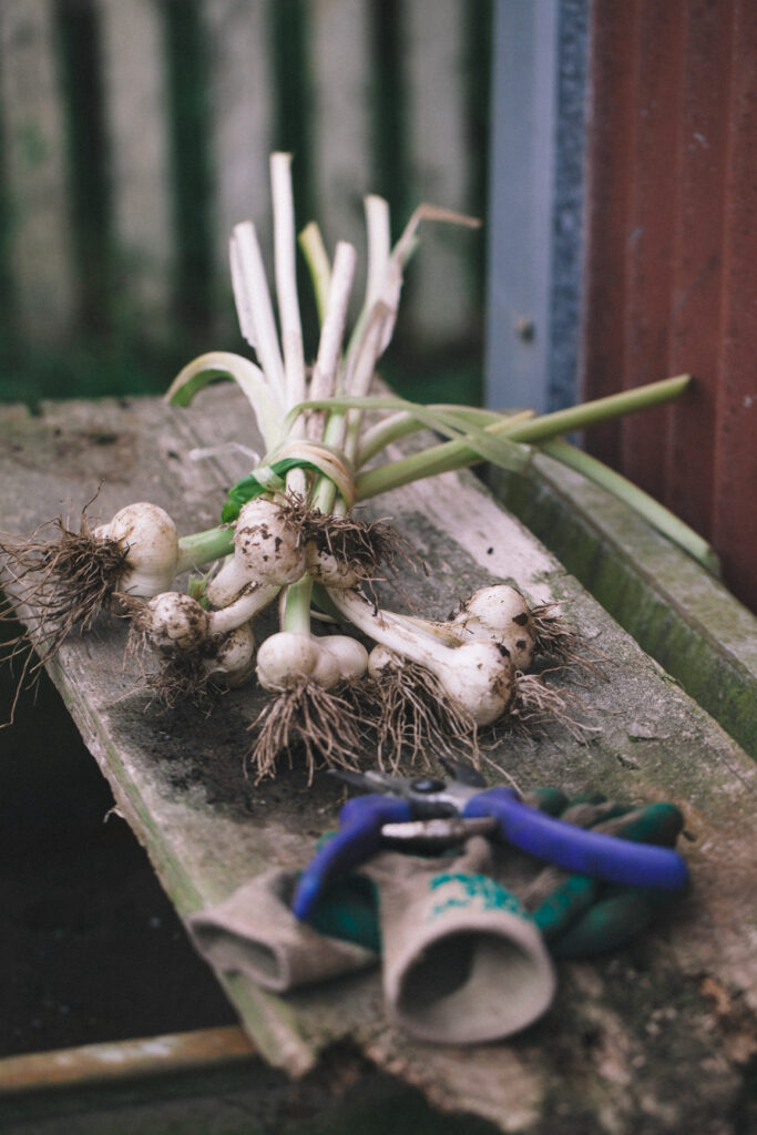 When and How to Harvest Garlic | Emerson Wild