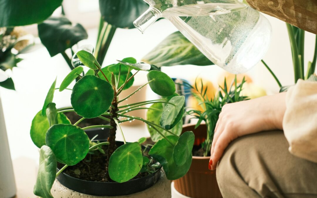 Bringing Tender Plants Indoors