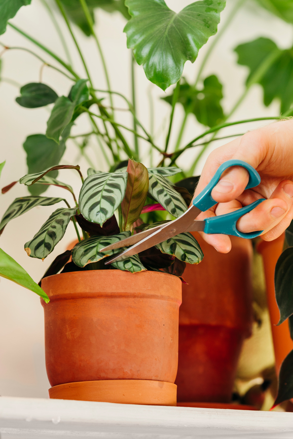Preparing Houseplants for the Fall and Winter