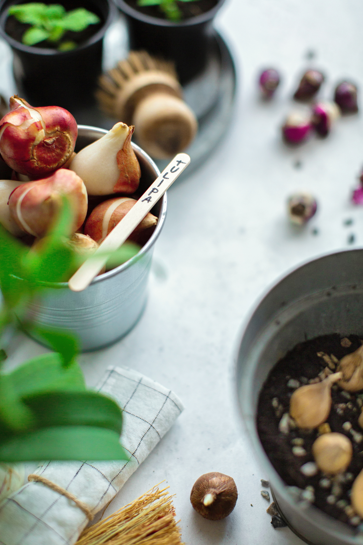 Bulbs After Bloom: Storing Spring Bulbs
