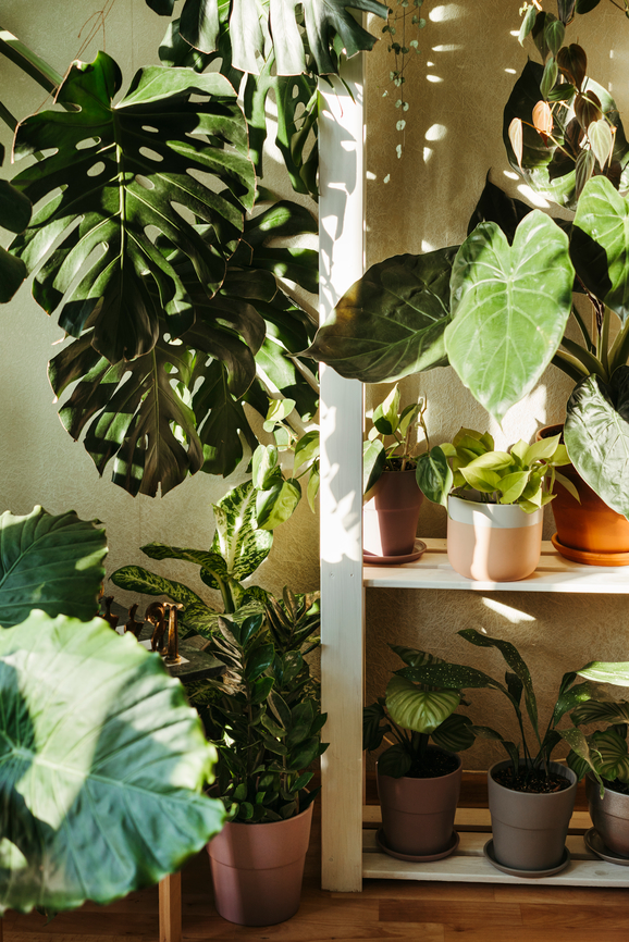 Getting your houseplants ready for Fall and Winter | Emerson Wild