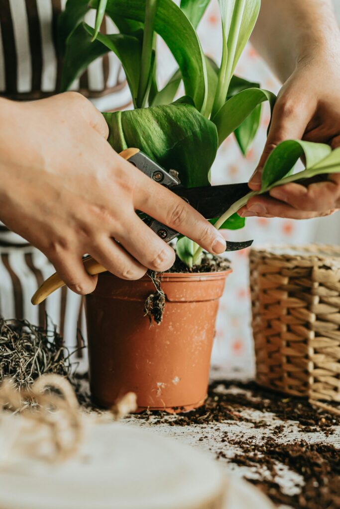 Preparing Houseplants for the Fall and Winter | Emerson Wild