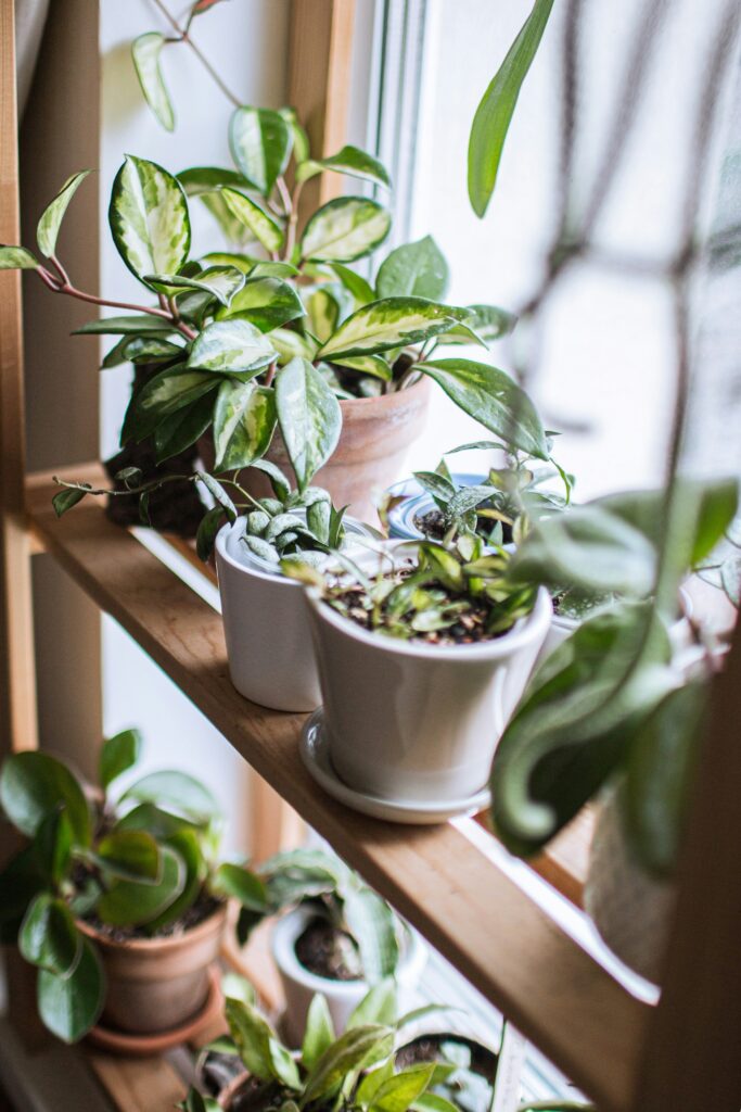 Preparations of houseplants for Fall and Winter